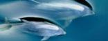 SmallDolphin